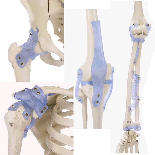 Full Skeleton