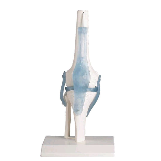 Leg & Foot Models