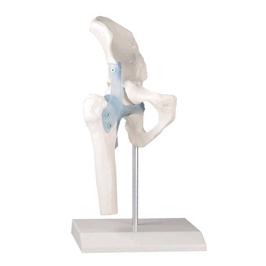 Spine Models