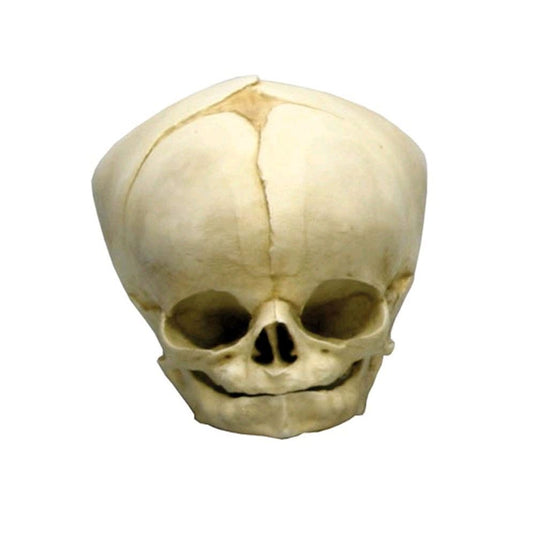 Skull Models