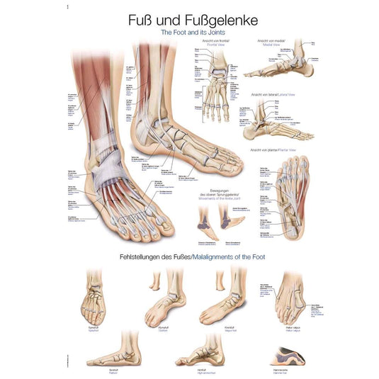 Anatomical Charts
