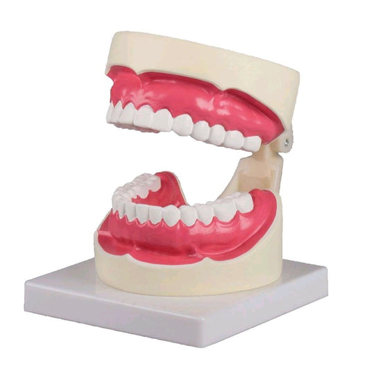 Dental Models