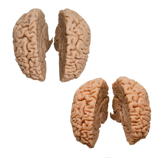 Brain Models