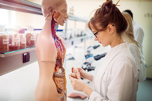Examine human anatomy in detail - with the anatomical teaching aids from Medicalcorner24®.